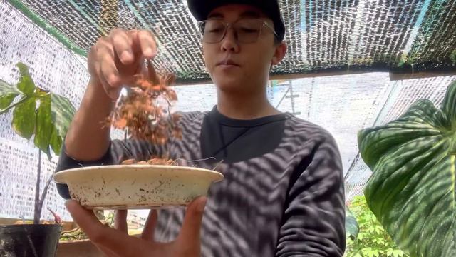 COLOCASIA PHARAOH MASK | XUẤT XỨ, CÁCH CHĂM SÓC VÀ NHÂN GIỐNG смотреть онлайн