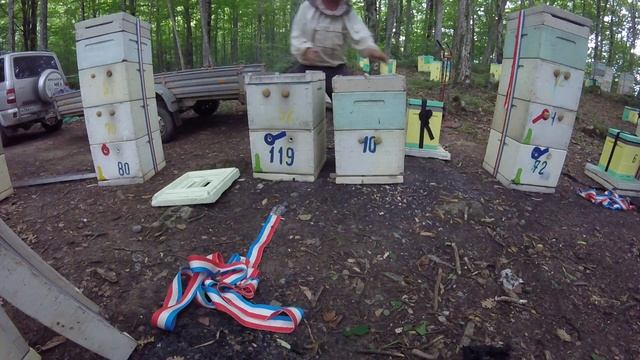 Делим семью пополам, после перевозки на липу. Подсаживаем плодных маток, где их нет. 21 06 20 г смотреть онлайн