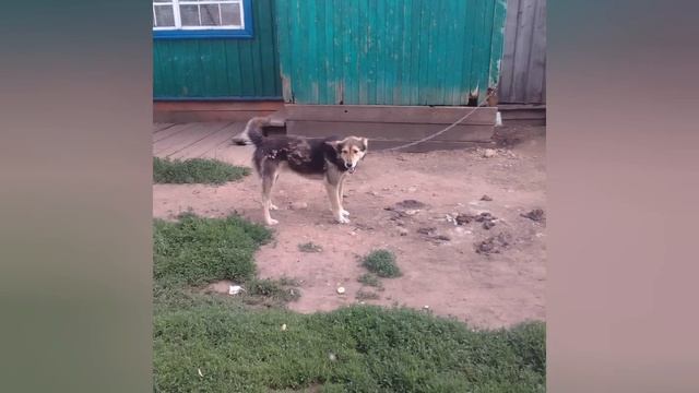 У нас сбежала собака Чёрный ???????.Это для него, Папа пошёл с ним гулять и он пропал смотреть онлайн