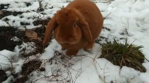 Сколько раз кормить кроликов в день