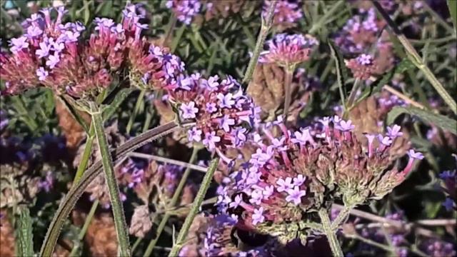 Pollinators in our city Garden Part 14, September 19-23 смотреть онлайн