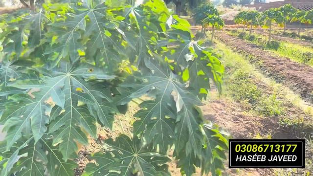 1 acre Farming and 64 lakhs Income From amazing Farming смотреть онлайн