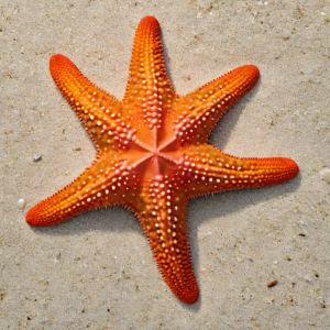 Удивительные факты  о морской  звезде    морская звезда