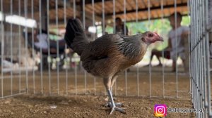 Ayam Jenis KING SALMAN GREY from Mark Limpbizkit