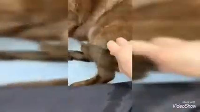 экспресс линька лабрадора