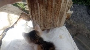 Ловушка для пчел своими руками!