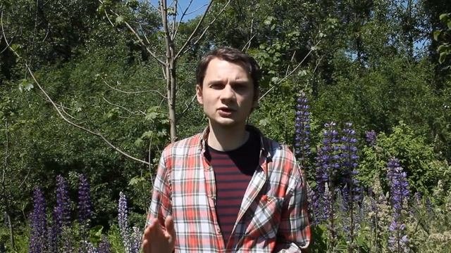 Красногалловая (серая) яблонная тля – вредитель яблони и борьба с ней