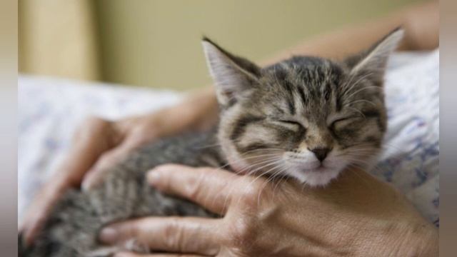 ПОЧЕМУ КОШКИ МУРЧАТ????#кошки #кошка #кот #коты #котики #любовь #семья #music смотреть онлайн