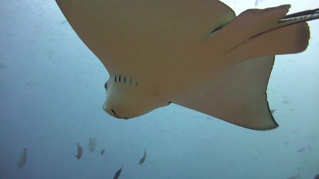 Eagle Rays
