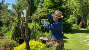 Ниваки. Формирующая стрижка сосен