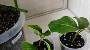 БУГЕНВИЛЛИИ КАКИЕ ЕСТЬ сорта у меня ОБЗОР #бугенвиллия #bougainvillea