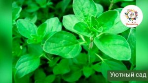 Выращивание пряных трав дома.