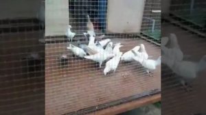 РУССКИЕ ПОЧТОВЫЕ ГОЛУБИ,ЧЕХИ ЛИМОННЫЕ КАЗАНЬ