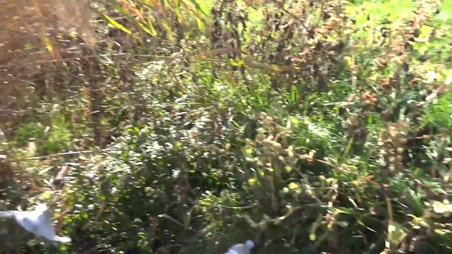 Осенняя ловля плотвы на поплавок. смотреть онлайн