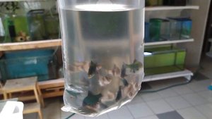 Поставка рыбок в зоомагазин! Рыбка Кюля. #aquarium #guppy #обзор #распаковка