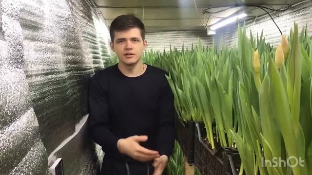 Бизнес на тюльпанах.Как построить теплицу в подвале гаража.