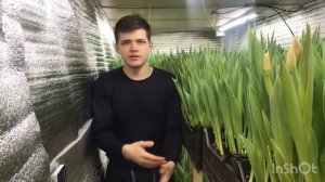 Бизнес на тюльпанах.Как построить теплицу в подвале гаража.