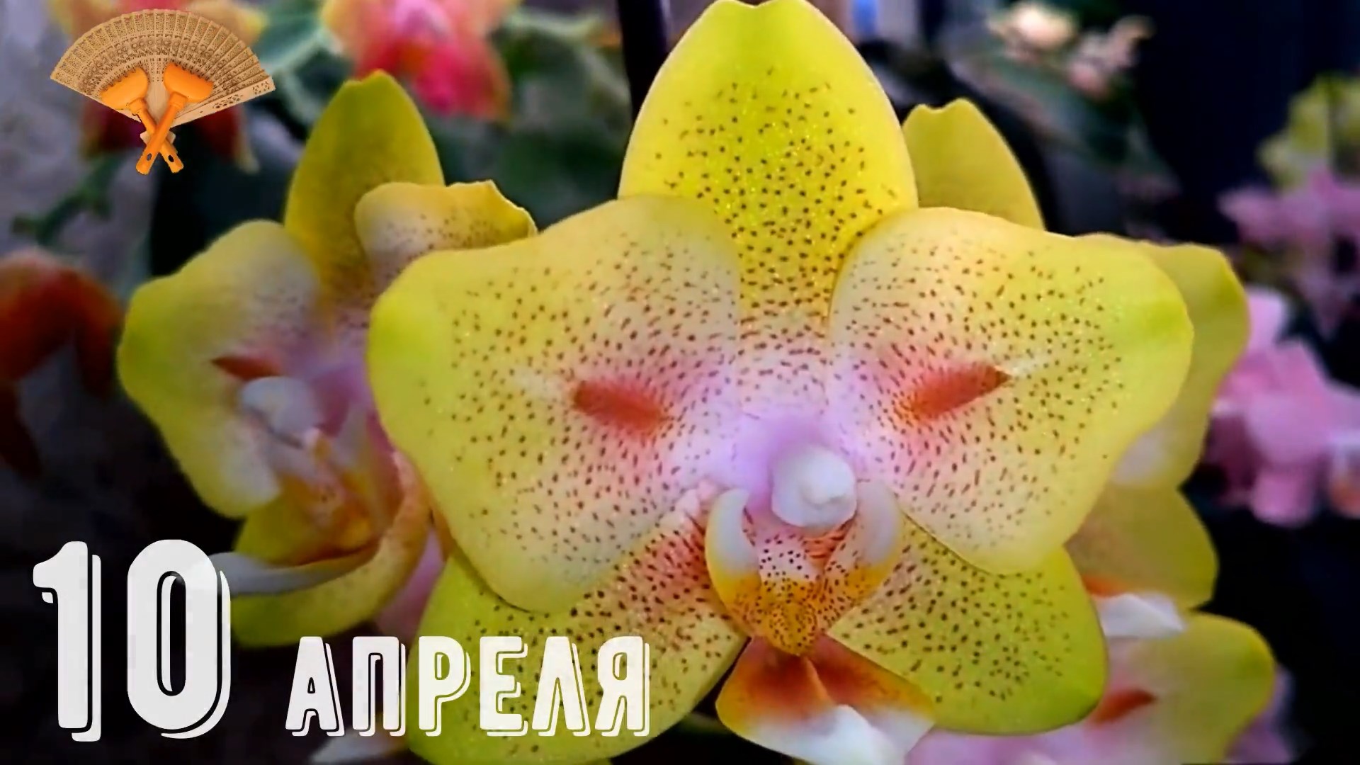 Грабли веерные Для любителей канала Грабли Лайф 10 - 19.04.2022.mp4