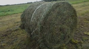 Как парит мозги шпагат на CLAAS 46 Сенокос 2021.Мотаем атаву на сенаж!