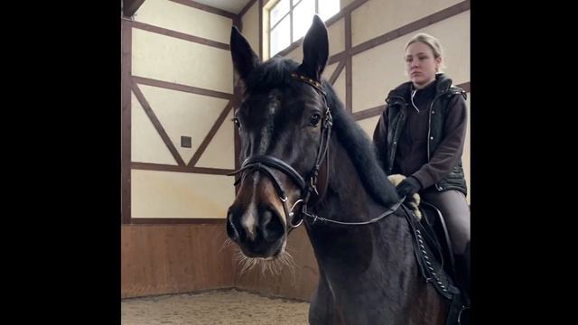 Filly