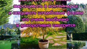 Ракитник венечный - удивительное растения