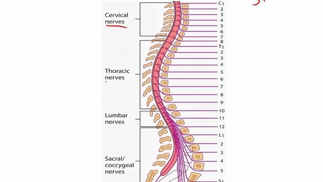 USMLE RX - 9.Неврология и спец.чувства - 1.Анат,физо - 38.Спинномозговые нервы