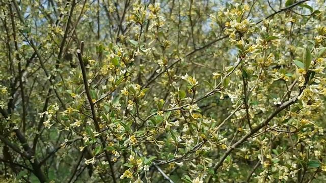 Лох многоцветковый | Жизнь в Адлере смотреть онлайн