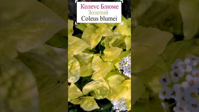 Колеус блюме золотой. (Coleus blumei).🍂