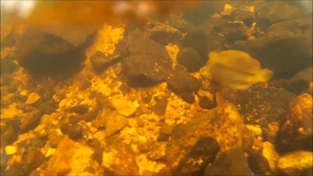 Ручьевая миннога смотреть онлайн