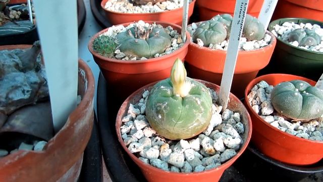 My Lophophora williamsii var. lutea Cactus in white Flower | Peyote Cactus смотреть онлайн