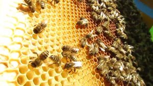 Осмотр семьи с племенной маткой карника тройзек 1075 из Германии