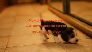 Щенок бигля 1 месяц (Питомник биглей «Alpine Flowers»)