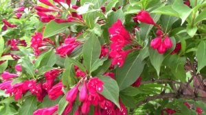 Вейгела красная, розовая и бело-розовая.Цветение