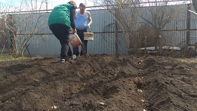Сажаем картошку без лопаты.Быстрый способ.