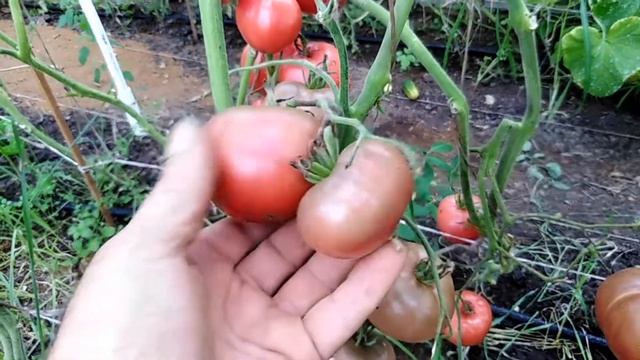 Томат Медвежий ручей (Bear Creek). смотреть онлайн