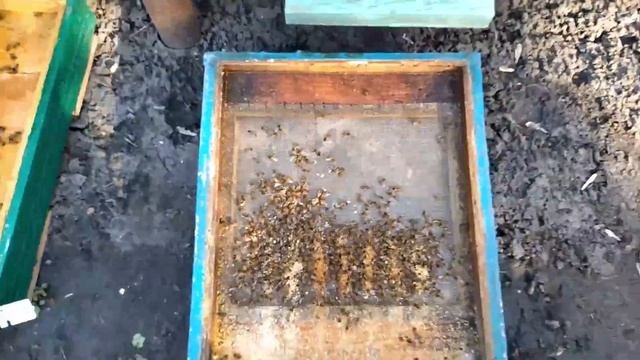 Чистим подмор.Беглый анализ зимовки по подмору(04.03.2020г.)