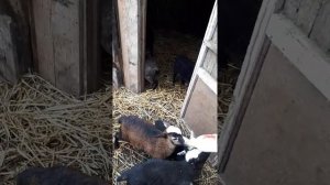 Как накормить маленьких ягнят.Кормление ягнят. Овцы романовской породы.