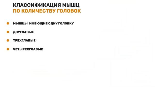 Классификации (типы) скелетных мышц человека. Типы мышечной ткани.