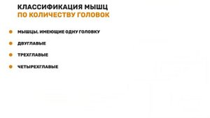 Классификации (типы) скелетных мышц человека. Типы мышечной ткани.