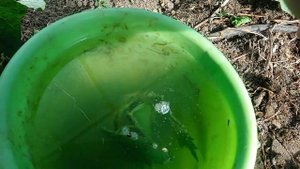 Как ускорить плодоношение огурцов. Способ проверенный.