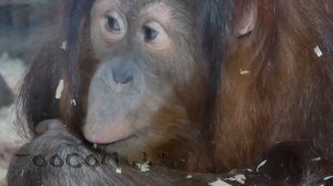 Самые добрые обезьяны. Как растут наши знакомые орангутаны?