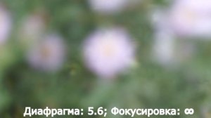 Советский объектив Helios 44-2 на Sony NEX-5