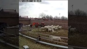 Баран жёстко забодал маленького ребенка.
