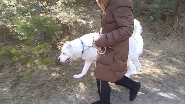 Алабай. Встречи с крупными собаками на прогулке. Охрана территории. смотреть онлайн