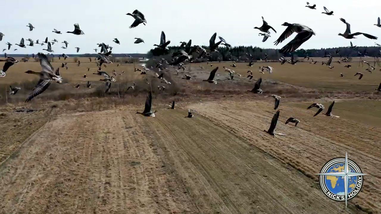 Полет с дикими гусями смотреть онлайн