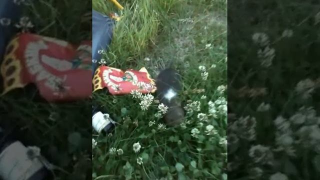 модный лемминг смотреть онлайн