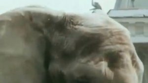 Боба и слон   YouTube