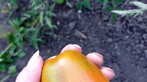 Самые вкусные томаты. Сорта томатов которые нравятся мне.