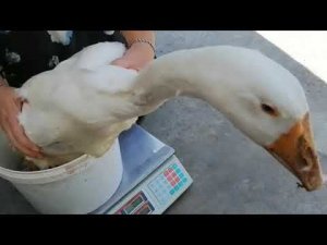 Дерево все же упало! Взвешивание гусей 2 месяца. Сделали операцию утке.  Как определить пол гусей?