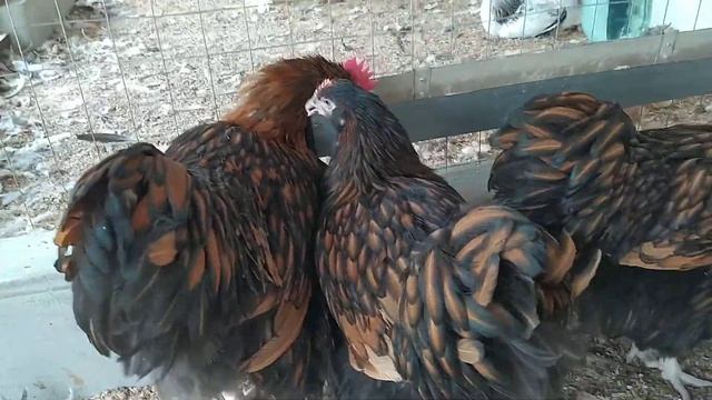 Цыплята Орпингтон Золото-окаймленный 5 месяцев смотреть онлайн